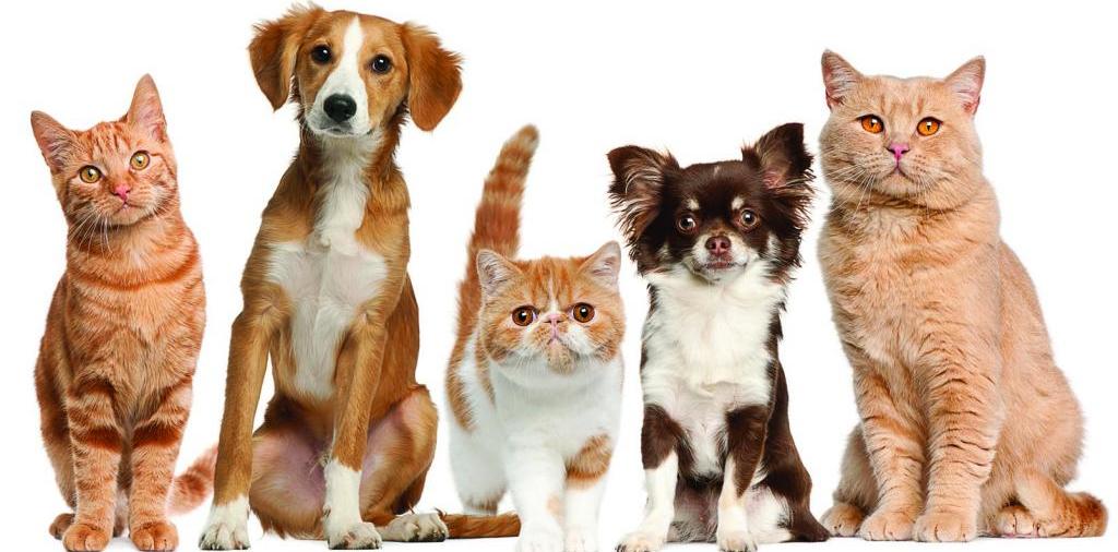 Доска объявлений о животных | ЗооТом - продажа, вязка и услуги для животных в Ефремове
