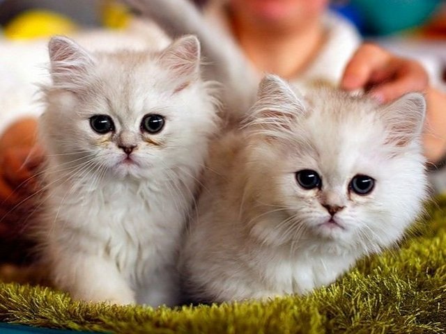 Породы кошек в Ефремове | ЗооТом портал о животных