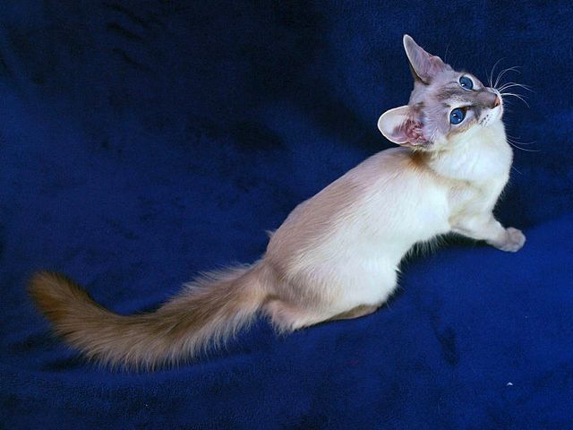 Выведенные породы кошек в Ефремове | ЗооТом портал о животных