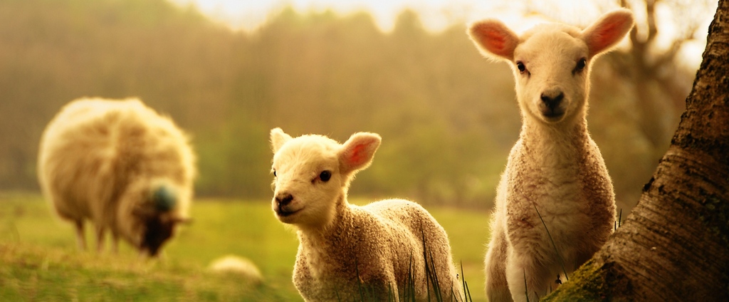 Объявления о сельскохозяйственных животных | ЗооТом - продажа, вязка и услуги для животных в Ефремове