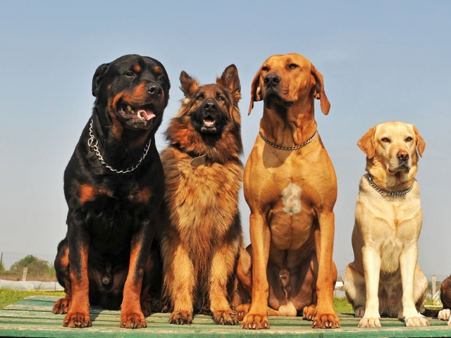 Крупные породы собак в Ефремове | ЗооТом портал о животных