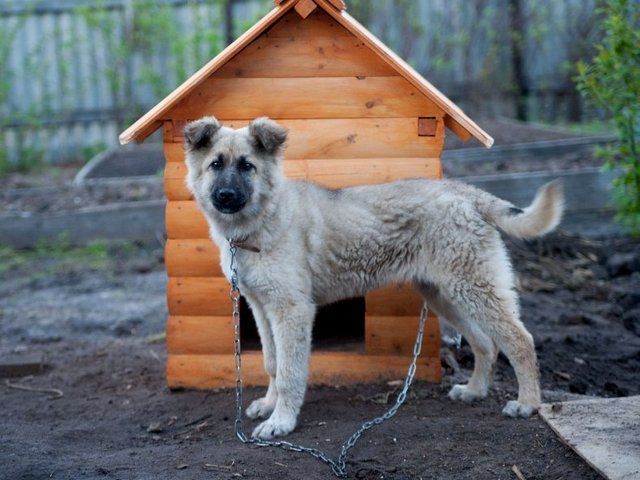 Все о собаках в Ефремове